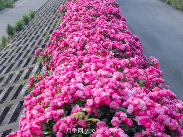 月季天花板，上海濱江森林公園浪漫的月季花墻盛開(圖2)
