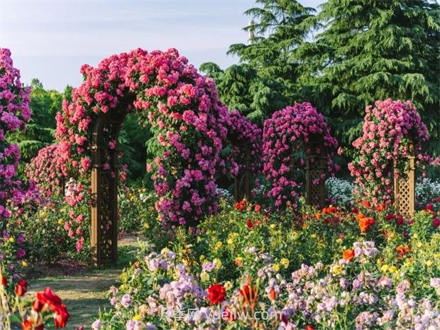 月季天花板，上海濱江森林公園浪漫的月季花墻盛開(圖1)