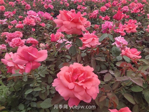 南陽：收集5000份，做好月季種質(zhì)資源庫保護(hù)(圖1)