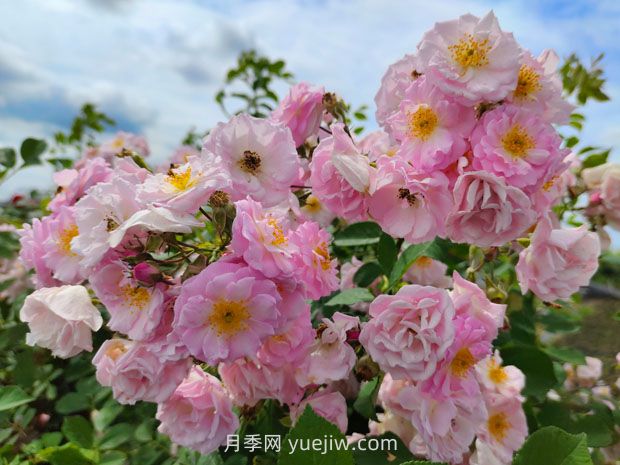 8首絕美的薔薇花詩詞，驚艷暮春時(shí)光(圖1)