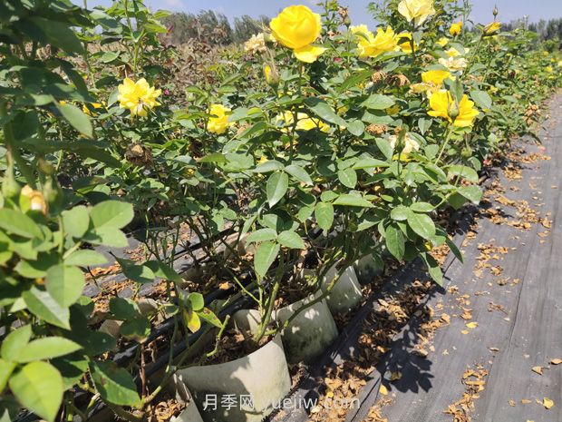 苗木葉片發(fā)黃怎么辦？原因分析和解決施策(圖1)