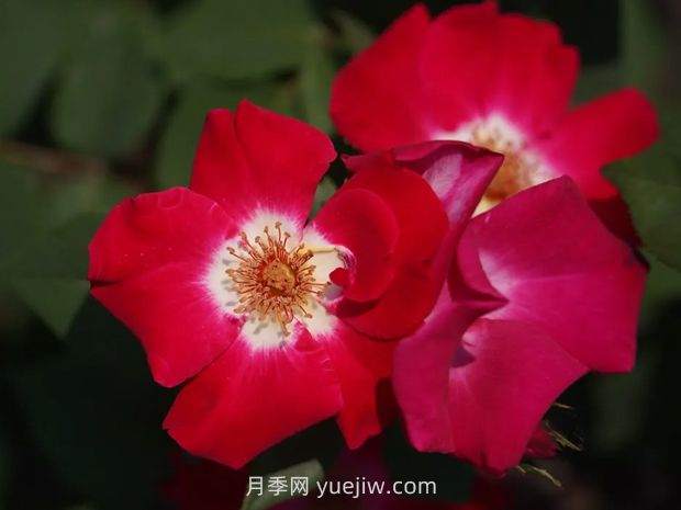 月季新品爭(zhēng)奇斗艷，是如何培育出來的？(圖2)