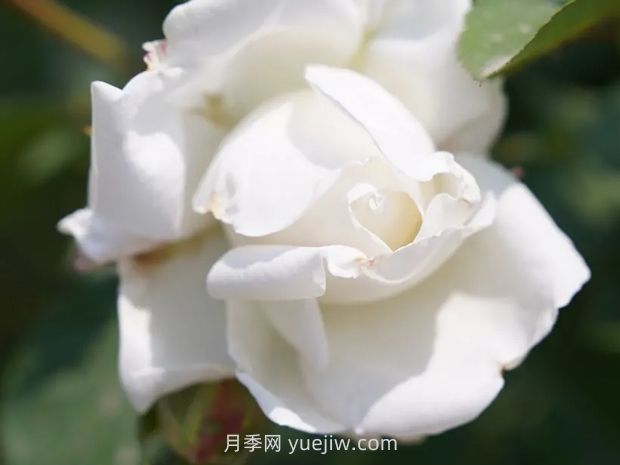 月季新品爭(zhēng)奇斗艷，是如何培育出來的？(圖3)