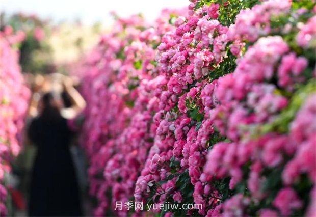 紅河彌勒月季花墻，安吉拉出彩綻放(圖1)