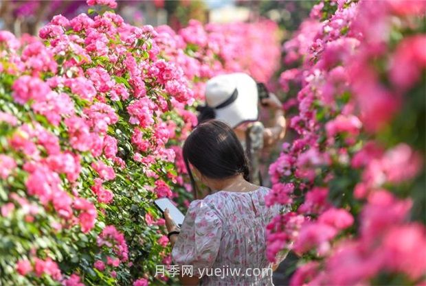 紅河彌勒月季花墻，安吉拉出彩綻放(圖2)