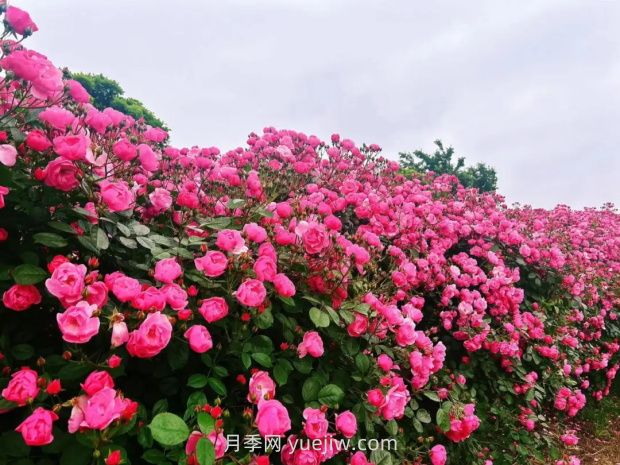 上海放鶴谷無門票，30萬朵200多種月季開成了花海(圖1)