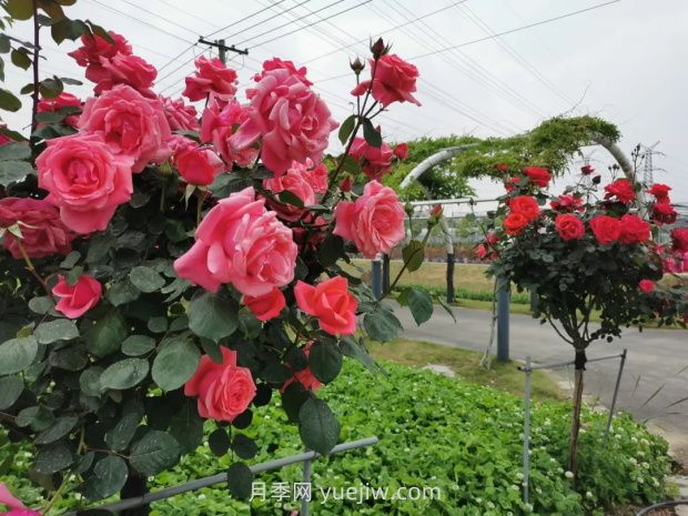 上海放鶴谷無門票，30萬朵200多種月季開成了花海(圖3)