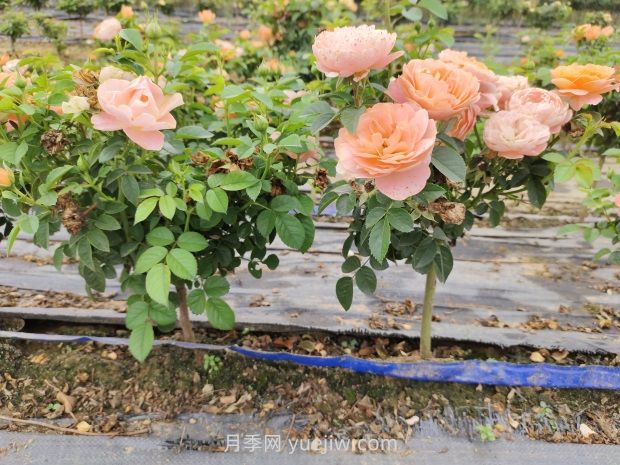 棒棒糖月季怎么養(yǎng)？養(yǎng)護(hù)小技巧，越長越旺(圖1)