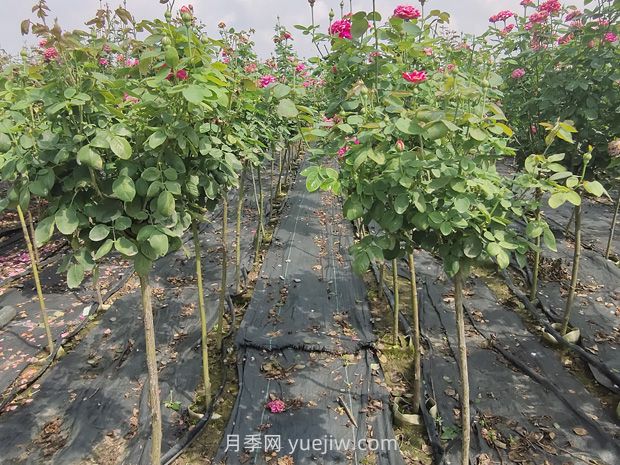 棒棒糖月季怎么養(yǎng)？養(yǎng)護(hù)小技巧，越長越旺(圖2)