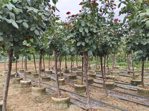 氣溫逐漸上升，春植苗木新芽開始干枯回芽怎么辦？(圖1)