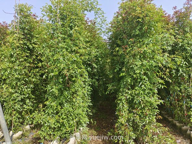 薔薇幾月份開花？(圖3)