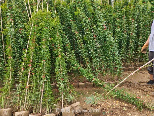 薔薇花怎樣種植？(圖1)
