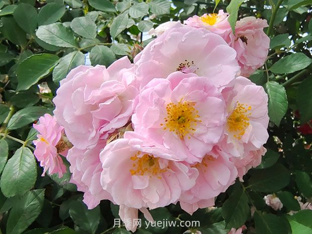 薔薇花怎樣種植？(圖2)