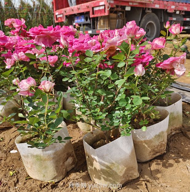 美植袋月季大苗批發(fā)，精品仙境抗病強花期長(圖2)