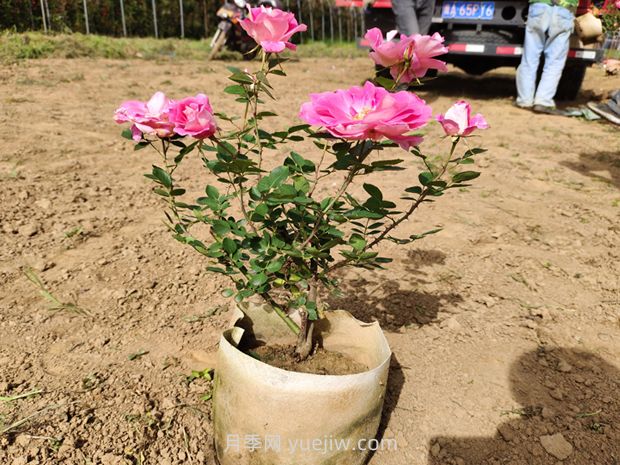 美植袋月季大苗批發(fā)，精品仙境抗病強花期長(圖3)