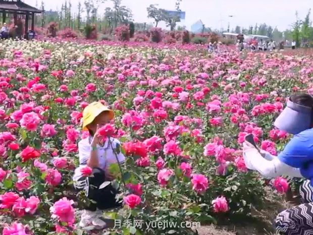 鹽城射陽縣鶴鄉(xiāng)菊海8萬株月季花盛放，打卡圣地(圖1)