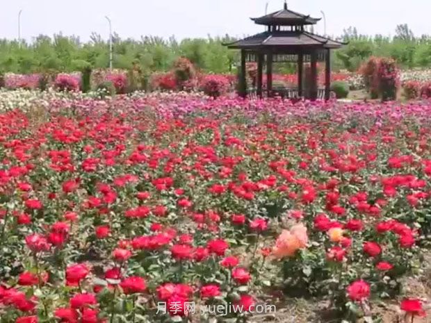 鹽城射陽縣鶴鄉(xiāng)菊海8萬株月季花盛放，打卡圣地(圖2)