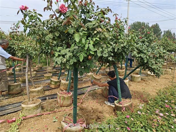 樹樁月季移植之后，先搭支撐還是先澆水？(圖2)