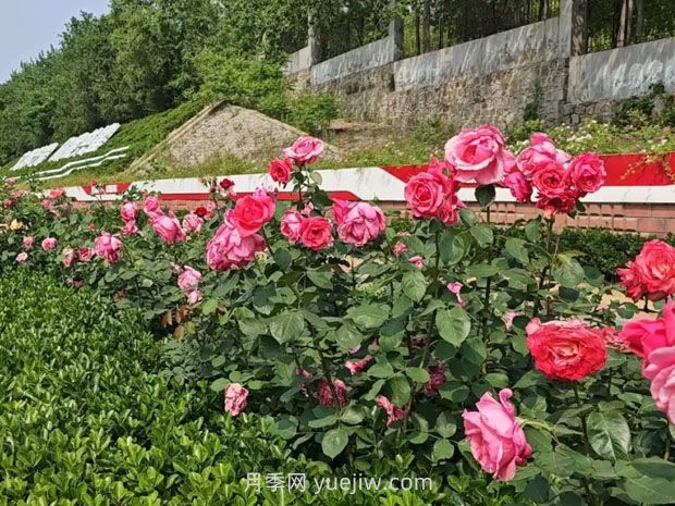 1.5萬株大花月季盛開，煙臺(tái)鮮花大道浪漫上線(圖2)