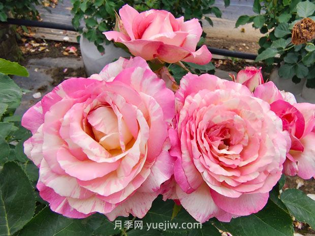 推薦16種雙色條紋月季品種，感受色彩與線條的碰撞(圖4)