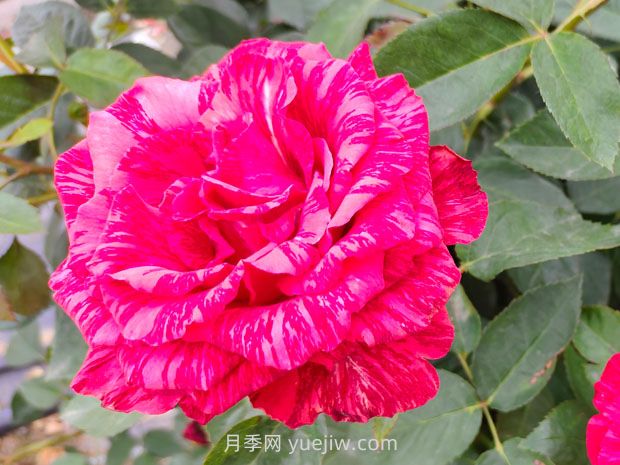 推薦16種雙色條紋月季品種，感受色彩與線條的碰撞(圖7)