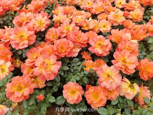 紅從容月季，花型美抗性佳，花色漸變美化花壇(圖2)