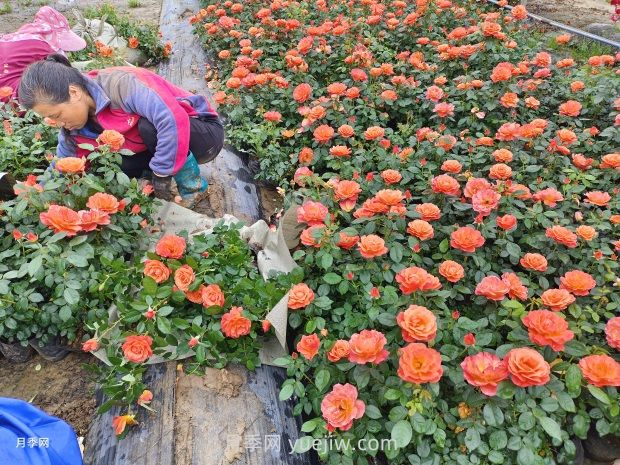 紅從容月季，花型美抗性佳，花色漸變美化花壇(圖3)