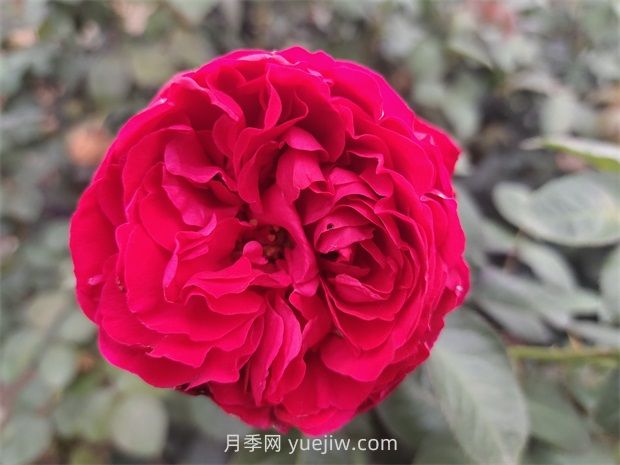送月季花(切花玫瑰)幾朵各代表什么意思？(圖1)