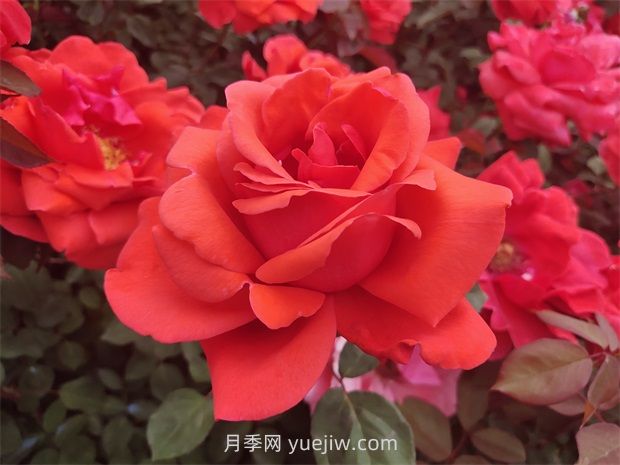 如何通過(guò)修剪大花月季，保證它的生長(zhǎng)健康？(圖1)