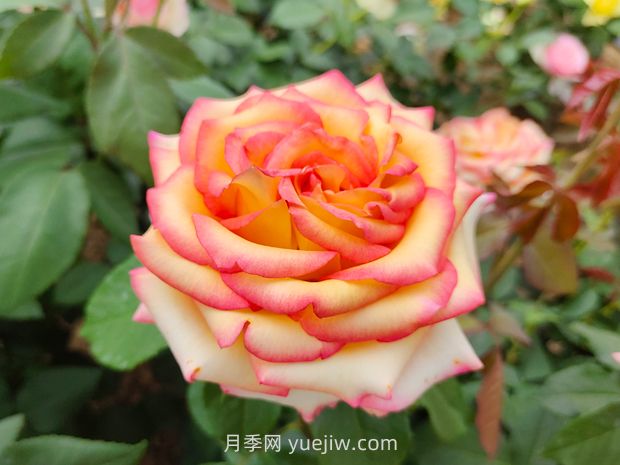 什么是大花月季的繁殖方法？怎么做才能生根成活？(圖1)