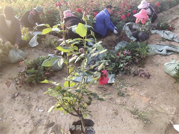 什么是大花月季的繁殖方法？怎么做才能生根成活？(圖2)