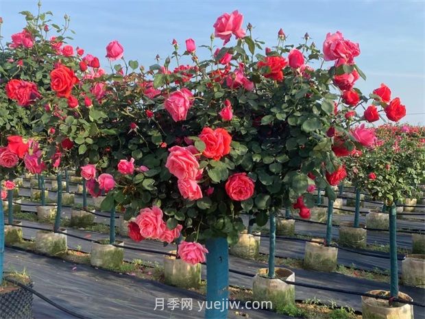 樹(shù)狀月季呈現(xiàn)葉子發(fā)黃掉落的緣由有哪些？(圖1)