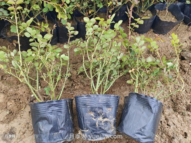 品種月季價(jià)格哪里便宜，多少錢(qián)？(圖1)