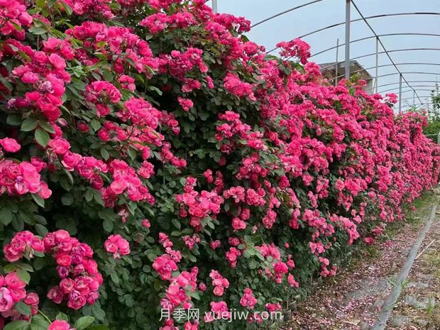 爬藤月季什么季節(jié)開花？(圖2)