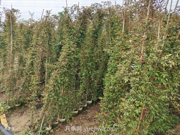 爬藤月季什么季節(jié)開花？(圖3)