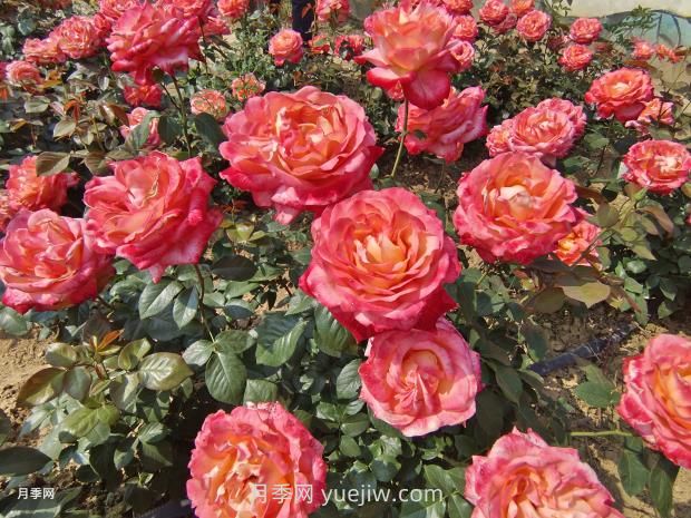 月季花花期是什么時(shí)候？(圖1)