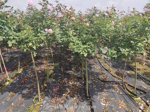 月季花花期是什么時(shí)候？(圖2)
