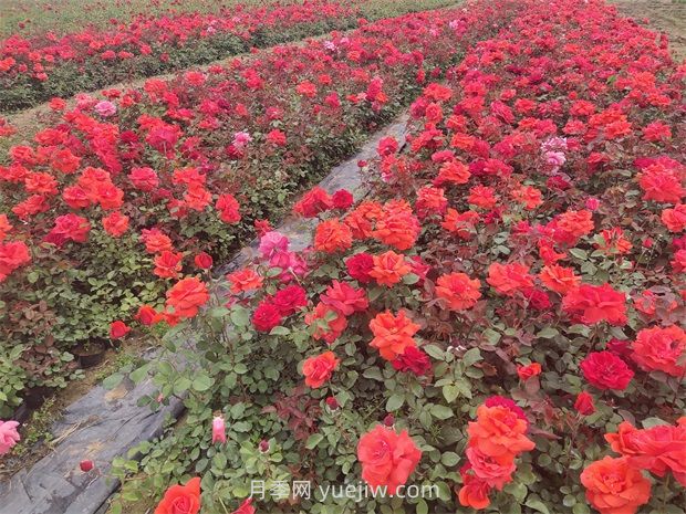 月季花的特點(diǎn)是什么？(圖1)