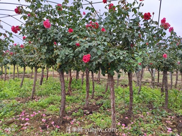 月季花什么時候移栽比較好？(圖2)