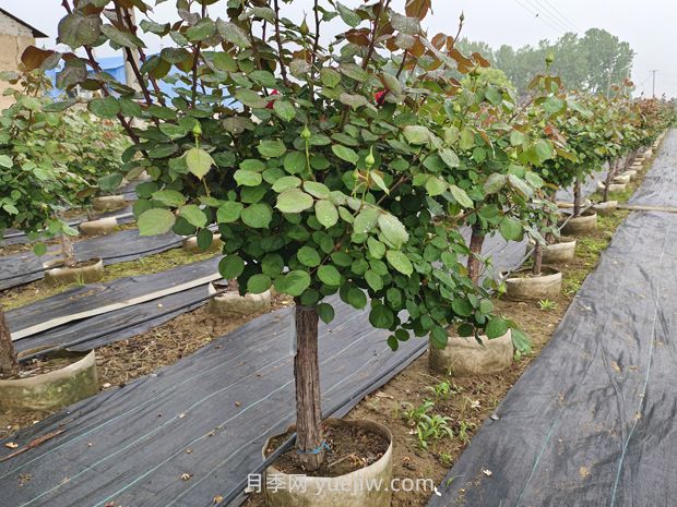 月季花什么時候移栽比較好？(圖3)