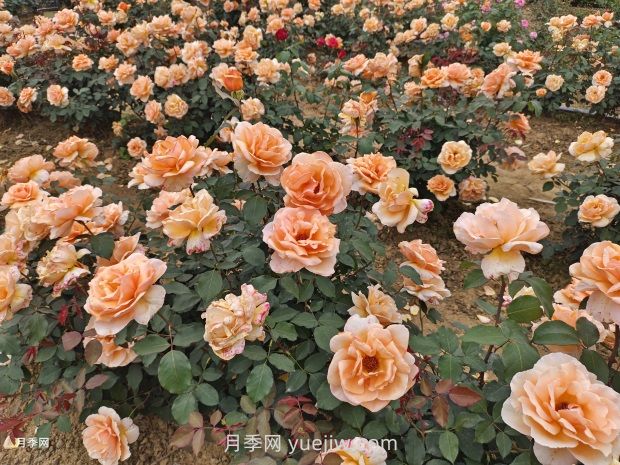 月季花好養(yǎng)嗎？(圖2)