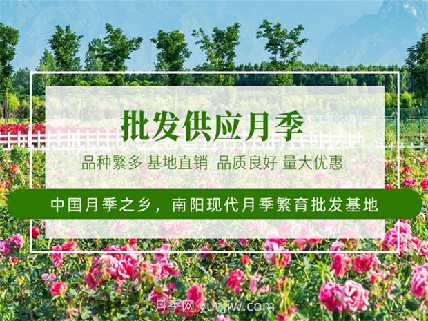 月季之鄉(xiāng)是哪個(gè)城市？南陽(yáng)月季之鄉(xiāng)(圖3)