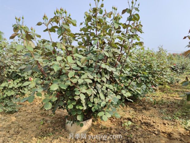 大花月季種植密度，每平幾棵？(圖1)