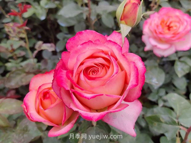 別墅庭院景觀(guān)設(shè)計(jì)離不開(kāi)的13種植物(圖1)