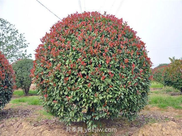 灌木修剪的原則與方法，時(shí)間和技術(shù)要點(diǎn)(圖2)