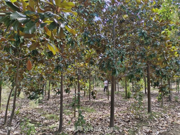 廣玉蘭樹苗種植方法，怎么澆水和養(yǎng)護技巧(圖1)