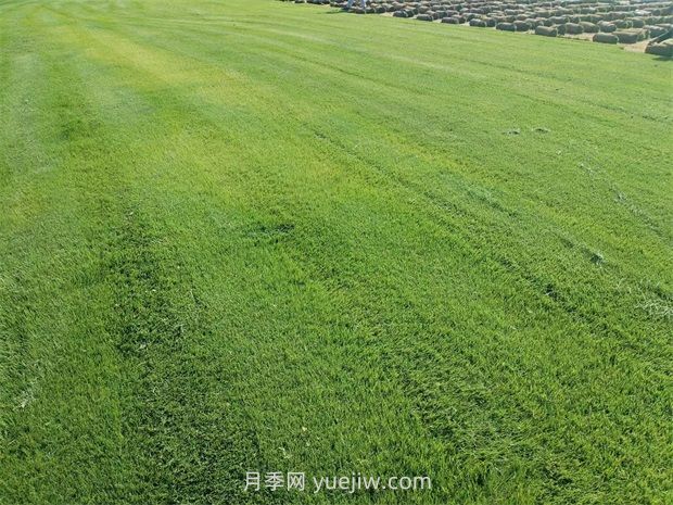 草皮種植適合什么地方？(圖1)