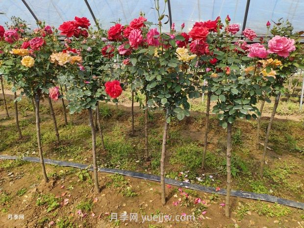 3公分獨桿月季價格多少錢？南陽基地批發(fā)供應(yīng)報價(圖3)