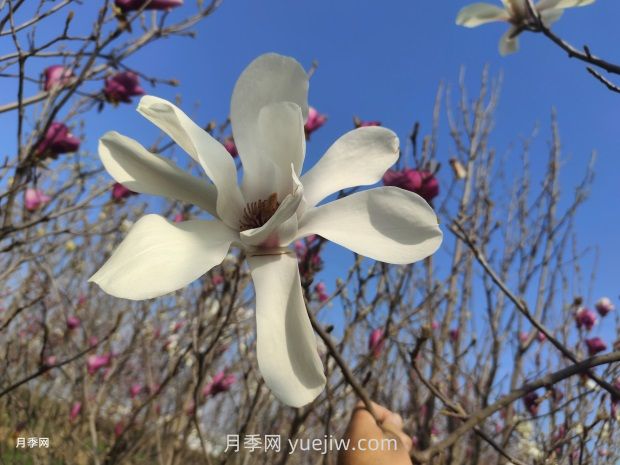 玉蘭花有什么顏色？帶你一起了解南陽玉蘭花(圖1)