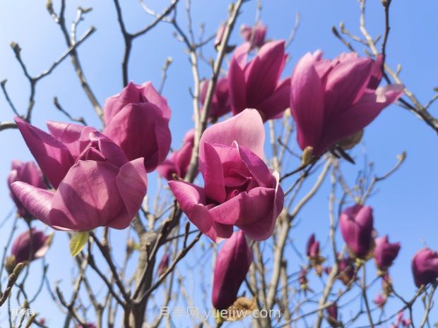 玉蘭花有什么顏色？帶你一起了解南陽玉蘭花(圖2)